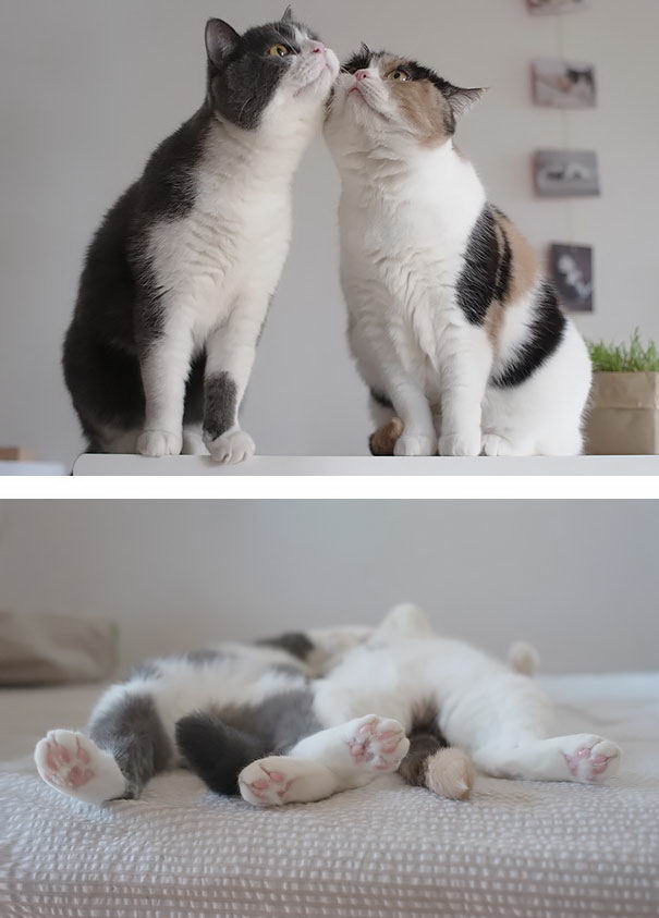 cat-couples-10